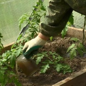 Why green tomatoes fall in the greenhouse: we quickly determine the cause and effectively fight it