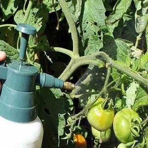 Why green tomatoes fall in the greenhouse: we quickly determine the cause and effectively fight it