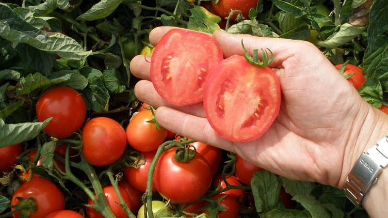 Why green tomatoes fall in the greenhouse: we quickly determine the cause and effectively fight it
