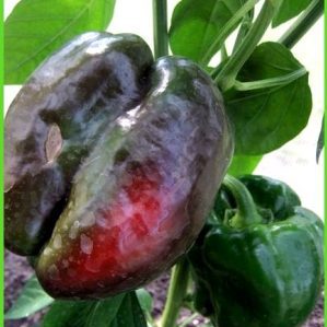 Why does pepper rot on a bush: identifying the cause of the problem and effectively saving our harvest