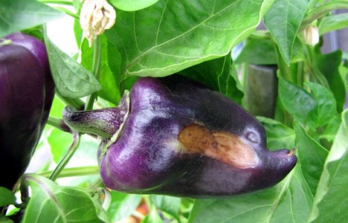 Why does pepper rot on a bush: identifying the cause of the problem and effectively saving our harvest