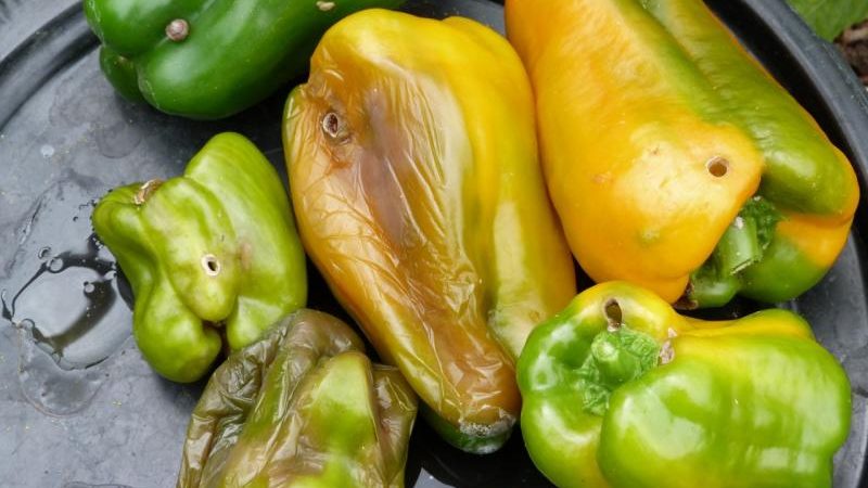 Why does pepper rot on a bush: identifying the cause of the problem and effectively saving our harvest