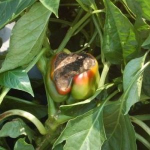 Why does pepper rot on a bush: identifying the cause of the problem and effectively saving our harvest
