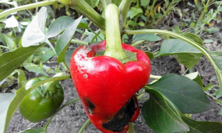 Why does pepper rot on a bush: identifying the cause of the problem and effectively saving our harvest