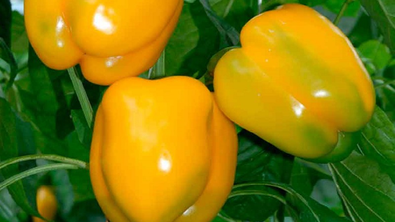 Why does pepper rot on a bush: identifying the cause of the problem and effectively saving our harvest