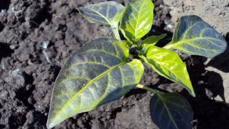 Why the peppers turned purple: determine the cause and effectively fight it
