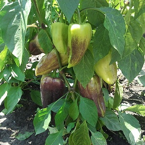Why the peppers turned purple: determine the cause and effectively fight it