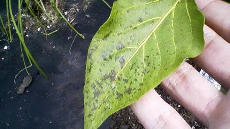 Why the peppers turned purple: determine the cause and effectively fight it