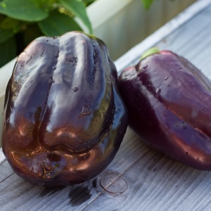Why the peppers turned purple: determine the cause and effectively fight it