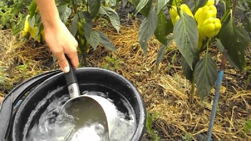 Why the peppers turned purple: determine the cause and effectively fight it