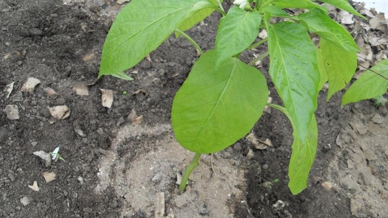 Why the peppers turned purple: determine the cause and effectively fight it