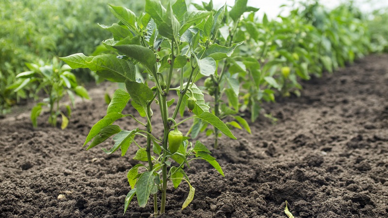 Why the peppers turned purple: determine the cause and effectively fight it