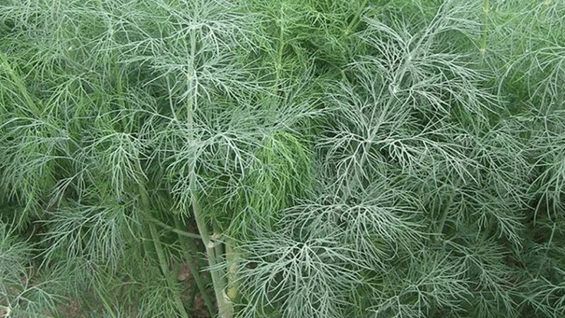 Why does white bloom appear on dill and how to deal with it