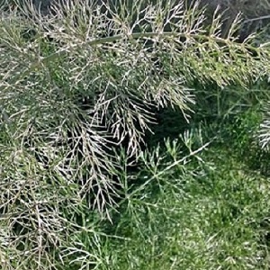 Why does white bloom appear on dill and how to deal with it