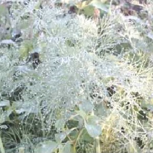 Why does white bloom appear on dill and how to deal with it