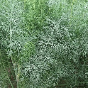 Why does white bloom appear on dill and how to deal with it