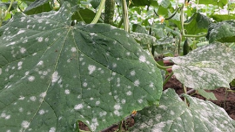 Why white spots appear on cucumber leaves and what to do to save the crop