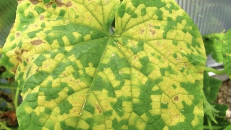 Why white spots appear on cucumber leaves and what to do to save the crop