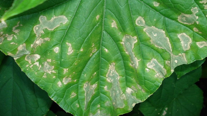 Why white spots appear on cucumber leaves and what to do to save the crop