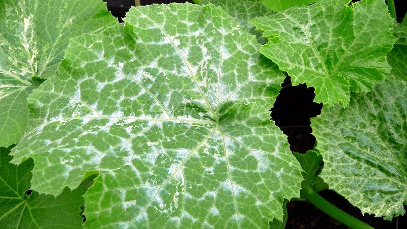 Why white spots appear on cucumber leaves and what to do to save the crop