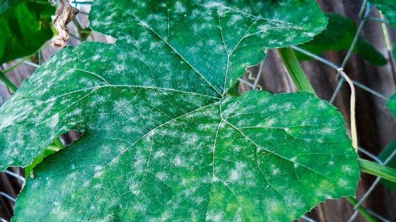 Why white spots appear on cucumber leaves and what to do to save the crop
