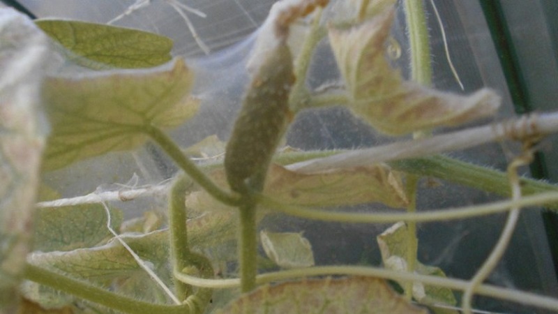 Why white spots appear on cucumber leaves and what to do to save the crop
