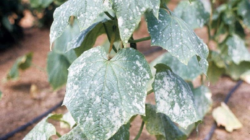 Why white spots appear on cucumber leaves and what to do to save the crop