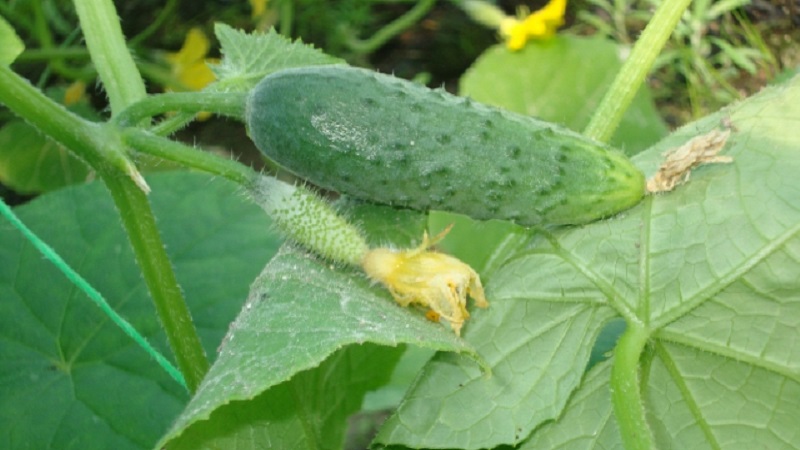 Why white spots appear on cucumber leaves and what to do to save the crop