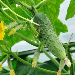 Why white spots appear on cucumber leaves and what to do to save the crop