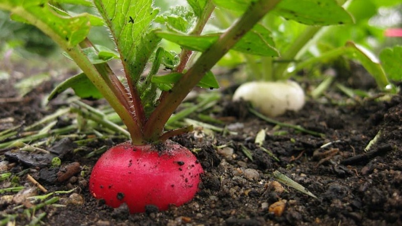 Why radishes turn into color and how to grow them to prevent the problem