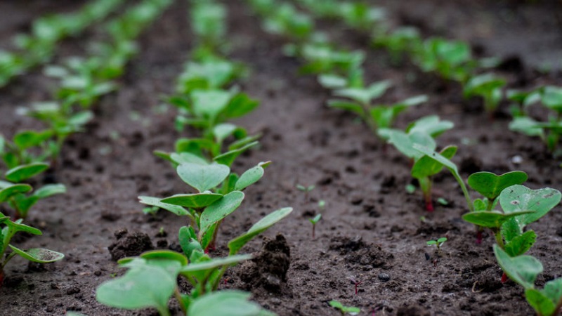 Why radishes turn into color and how to grow them to prevent the problem