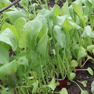 Why radishes turn into color and how to grow them to prevent the problem