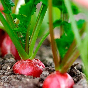 Why radishes turn into color and how to grow them to prevent the problem