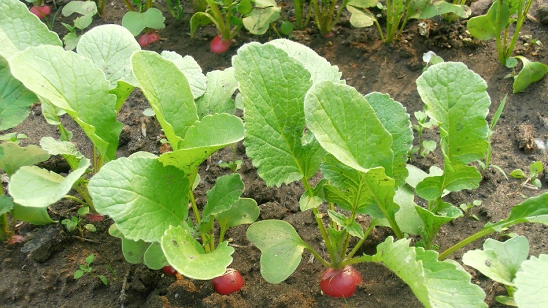 Why radishes turn into color and how to grow them to prevent the problem
