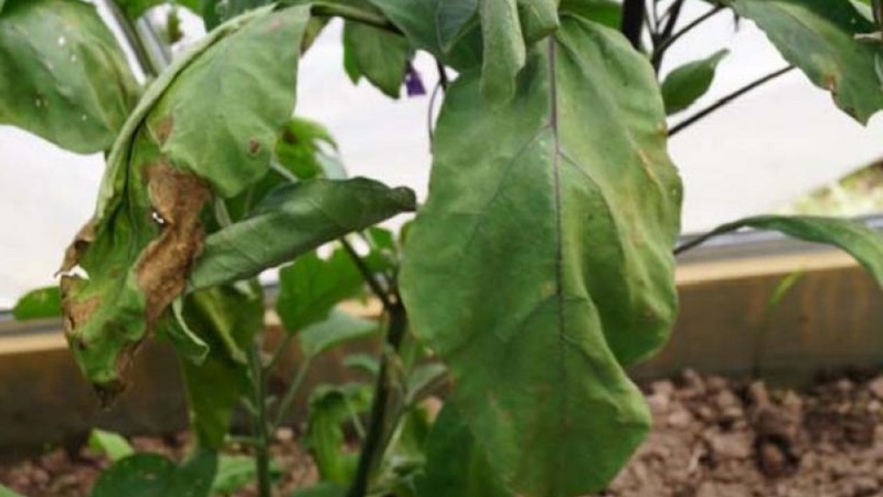 Why do eggplant leaves wither and what to do to save them