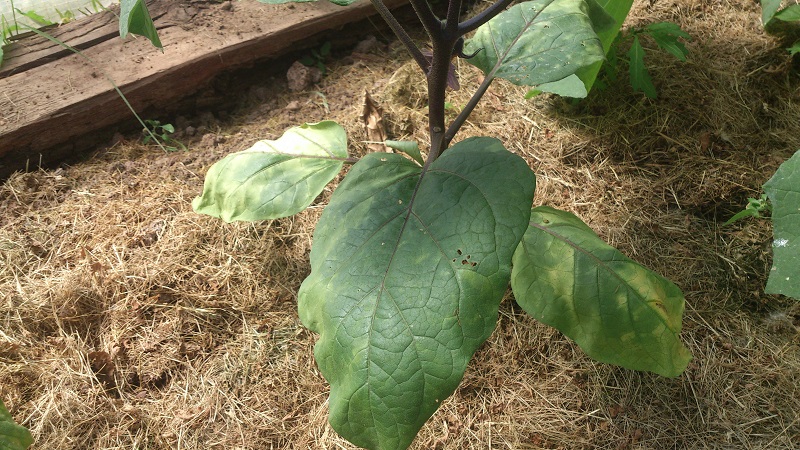 Why do eggplant leaves wither and what to do to save them