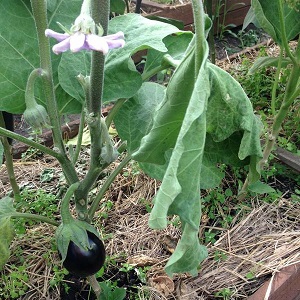 Why do eggplant leaves wither and what to do to save them