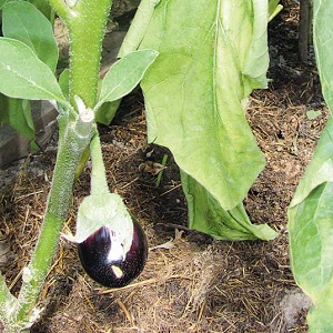 Why do eggplant leaves wither and what to do to save them