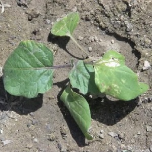 Why do eggplant leaves wither and what to do to save them