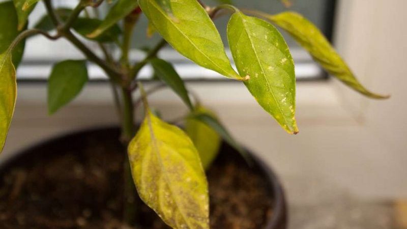 Why pepper leaves turn yellow and fall: what to do to save your harvest