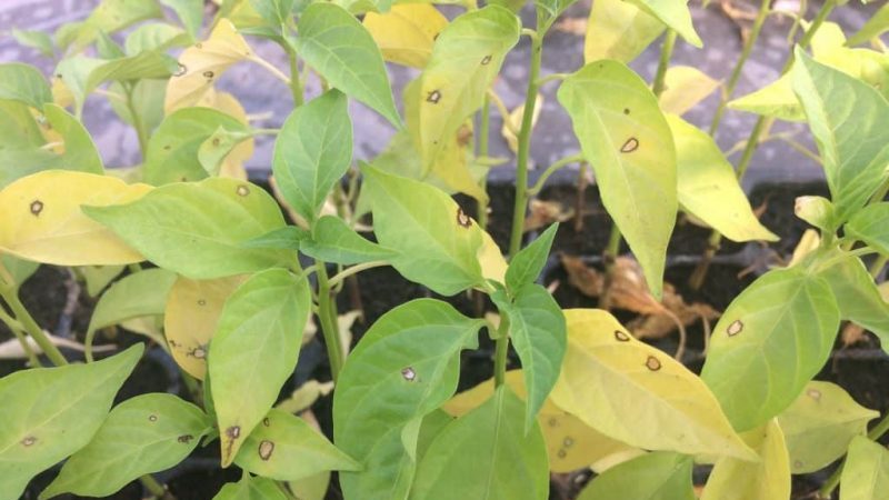 Why pepper leaves turn yellow and fall: what to do to save your harvest
