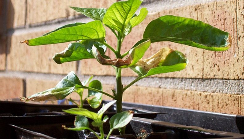 Why pepper leaves turn yellow and fall: what to do to save your harvest