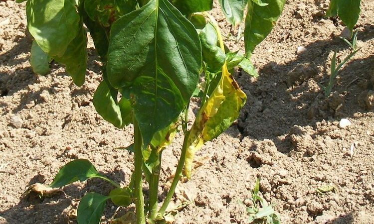 Why pepper leaves turn yellow and fall: what to do to save your harvest