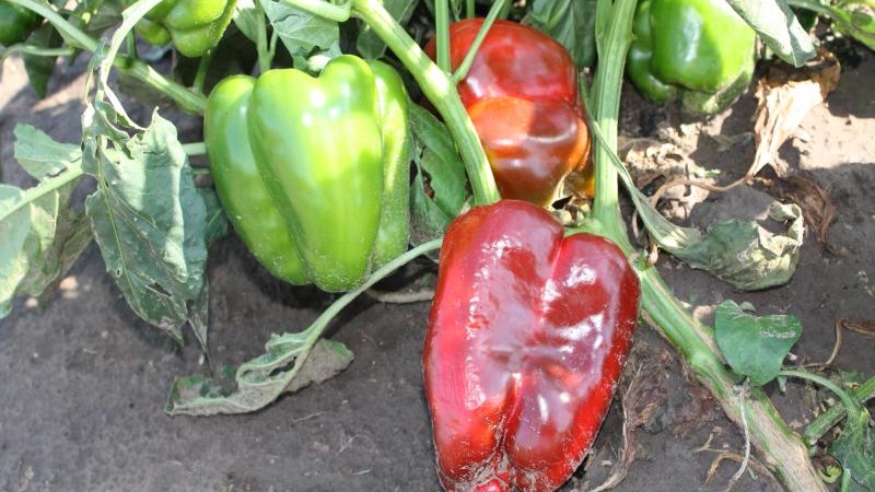 Why does pepper wither in the open field and what to do to save your crop