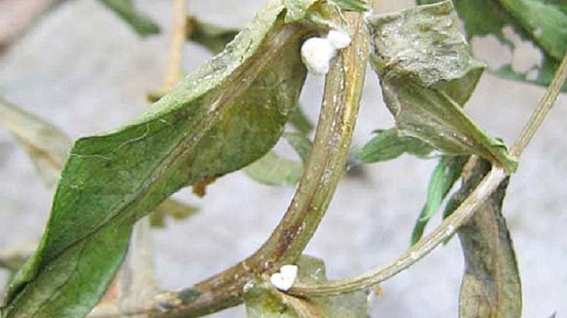 Why does pepper wither in the open field and what to do to save your crop
