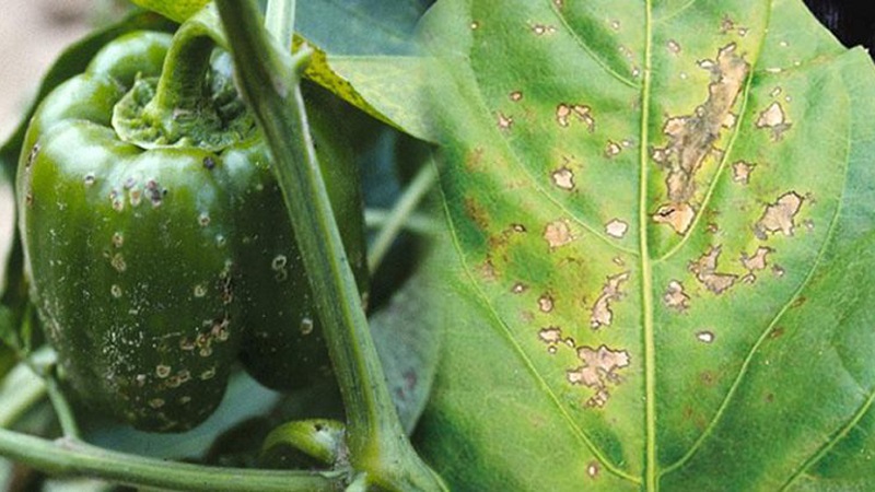 Why does pepper wither in the open field and what to do to save your crop