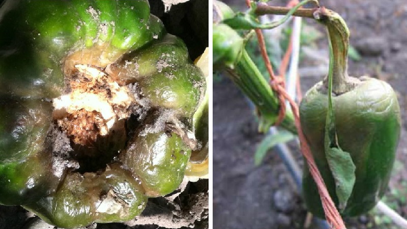 Why does pepper wither in the open field and what to do to save your crop