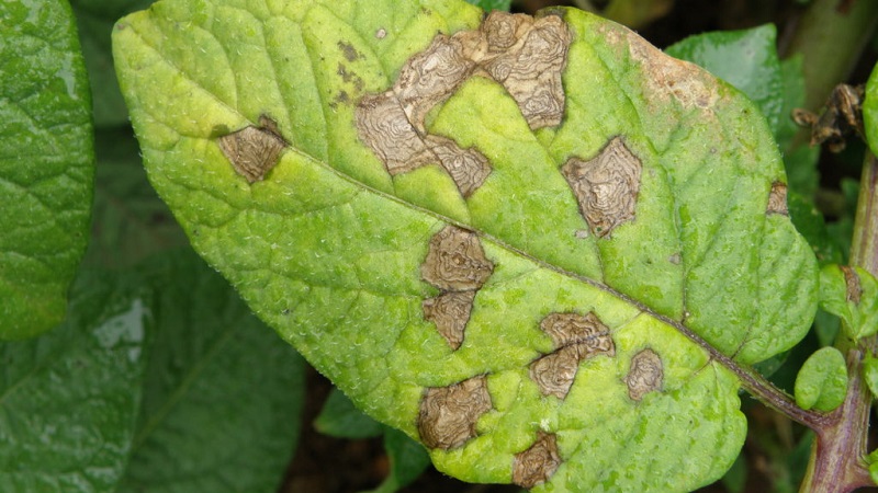 Why does pepper wither in the open field and what to do to save your crop