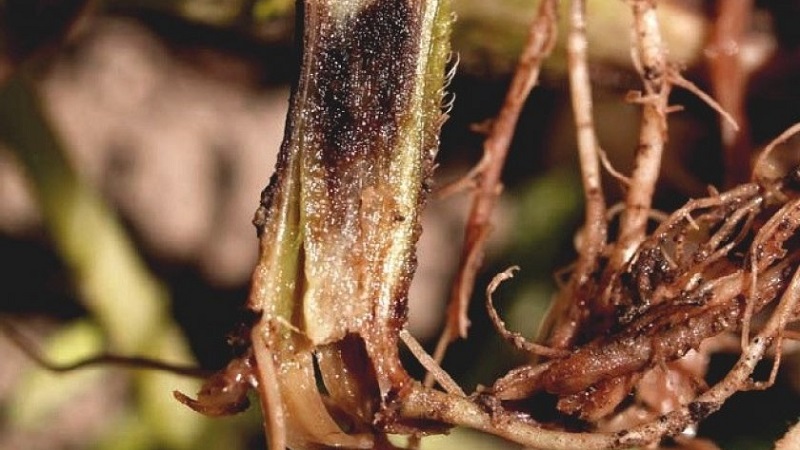 Why does pepper wither in the open field and what to do to save your crop