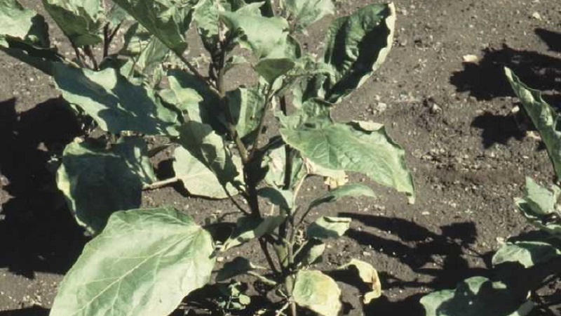 Why does pepper wither in the open field and what to do to save your crop